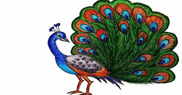 Павлин картинка для детей на прозрачном фоне