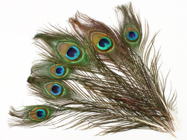 Павлиний хвост