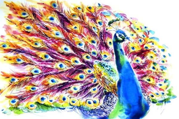 Рисование Павлин