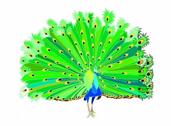 Павлин картинка для детей