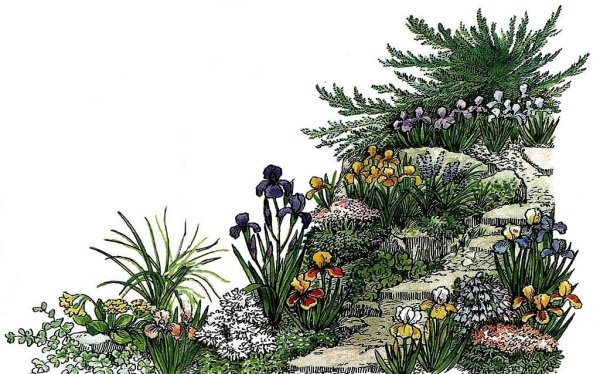 Клумба с можжевельником и ирисами