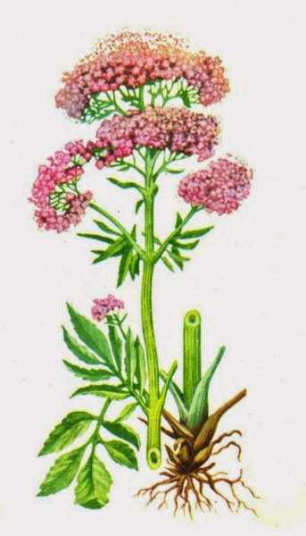 Валериана лекарственная Фарма