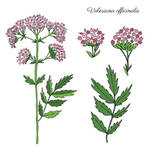 Валериана лекарственная Фармакогнозия