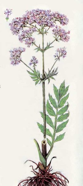 Валериановые – Valerianaceae