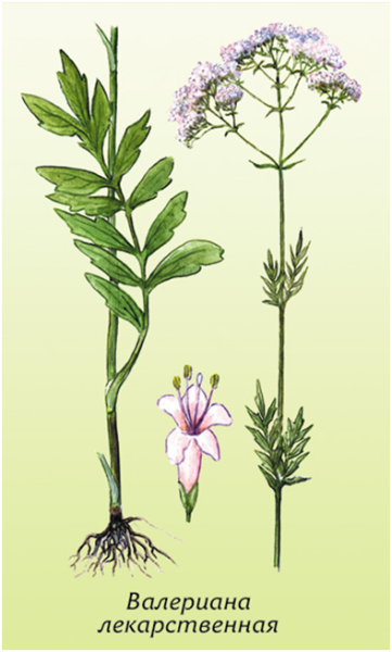 Valeriana officinalis рисунок