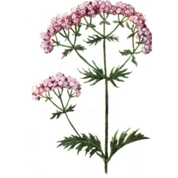 Valeriana officinalis рисунок