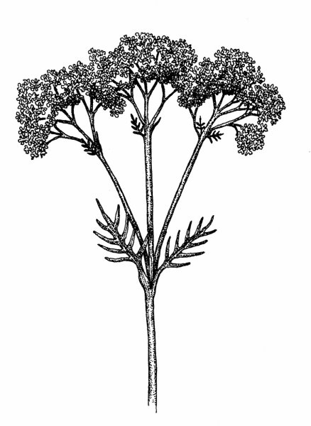 Валериана лекарственная Фарма