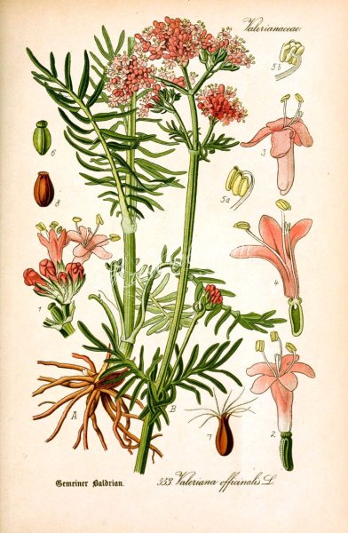 Валериана лекарственная растение