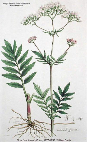 Валериана лекарственная / Valeriána officinális