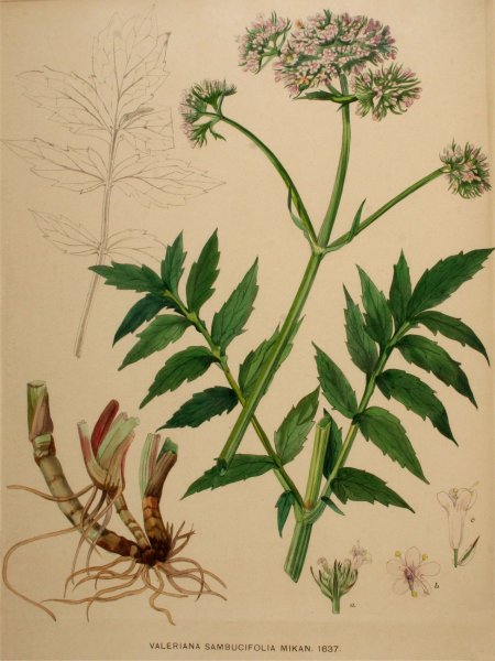 Корневища валерианы нарисовать