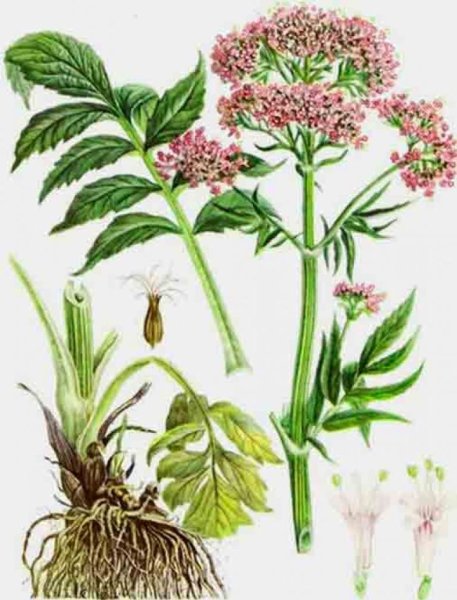 Валериана Аянская рисунок