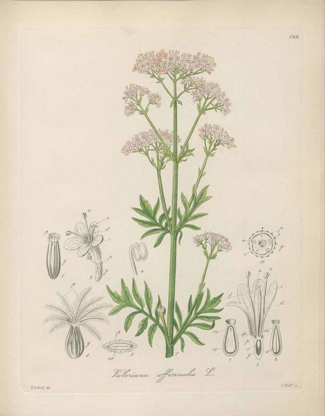 Валериана лекарственная на белом фоне