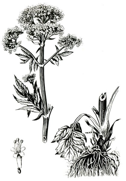 Валериана душица трава