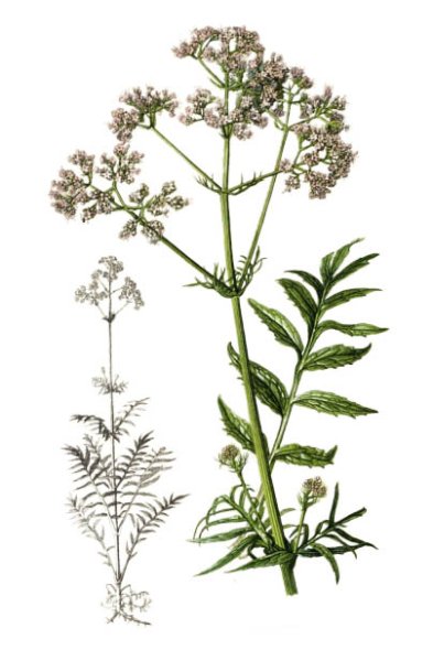 Valeriana officinalis l. листья