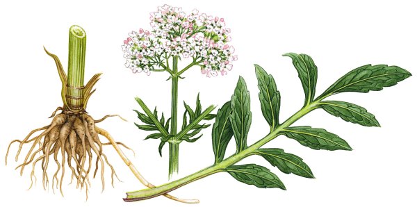 Valeriana officinalis рисунок