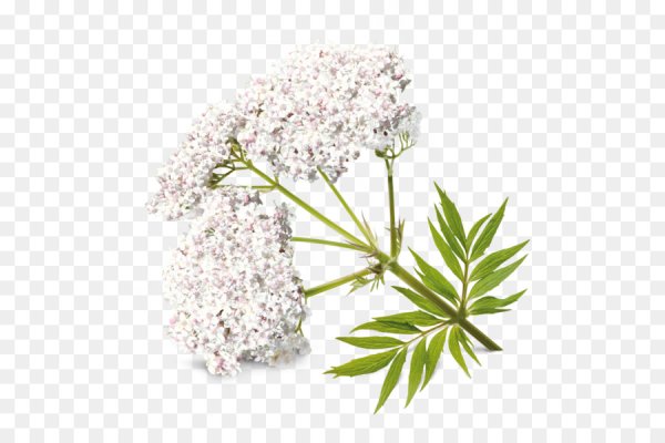 Валериана вектор