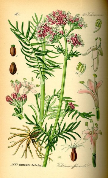 Valeriana officinalis гербарий