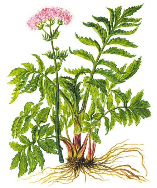 Валериана лекарственная Ботаническая иллюстрация