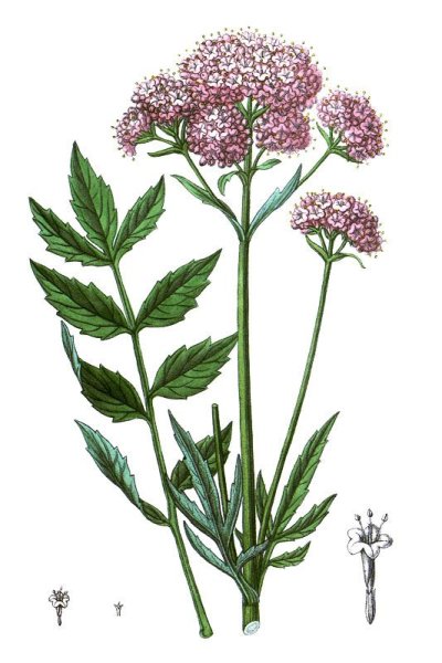 Валерьяна Ботанический рисунок