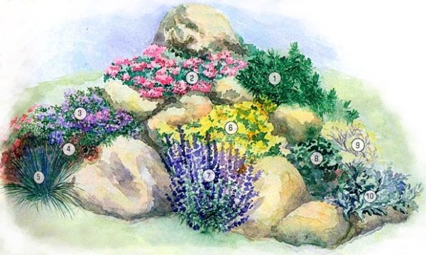 Рокарий схема и названия растений