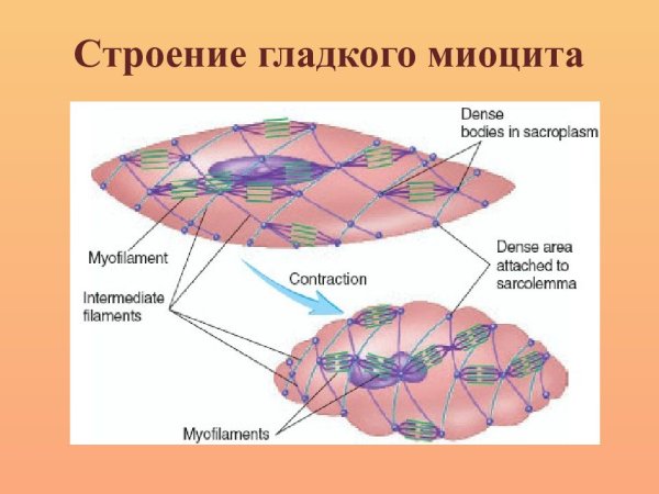 Строение мышечной ткани миоциты