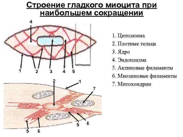 Строение сократительного аппарата гладких миоцитов