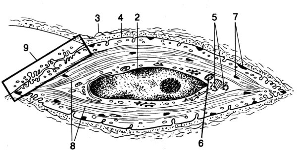 Гладкая мышечная ткань Электронограмма