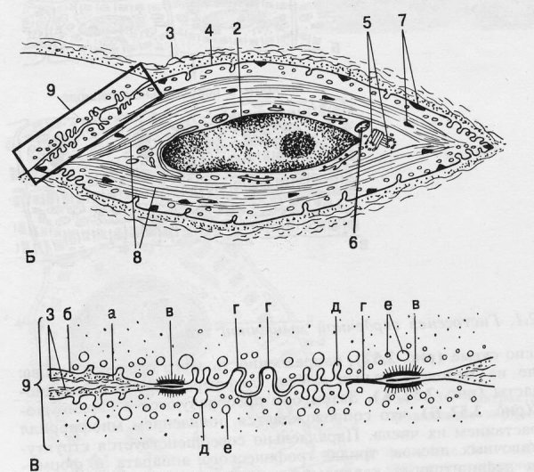 Гладкий миоцит схема гистология