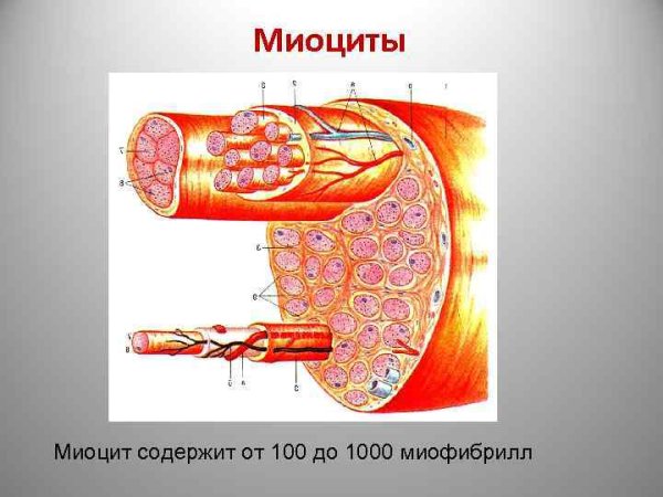 Строение скелетных миоцитов