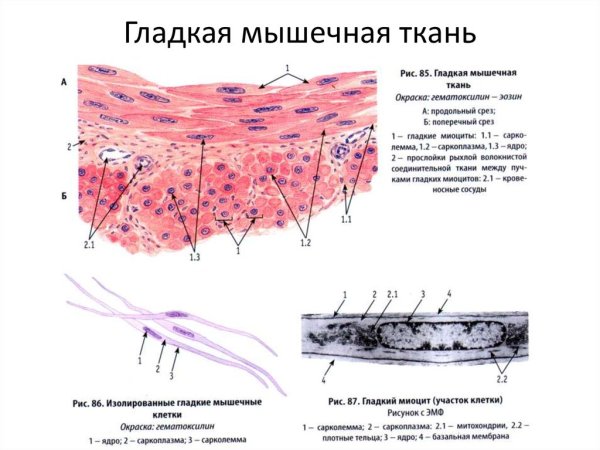 Гладкий миоцит строение гистология