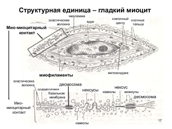 Плотные тельца гладких миоцитов