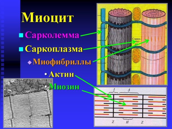 Миофибриллы и саркоплазма