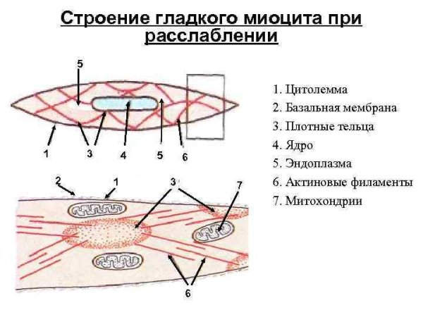 Сократительный аппарат гладкой мышечной ткани
