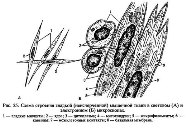 Строение мышечной ткани миоциты