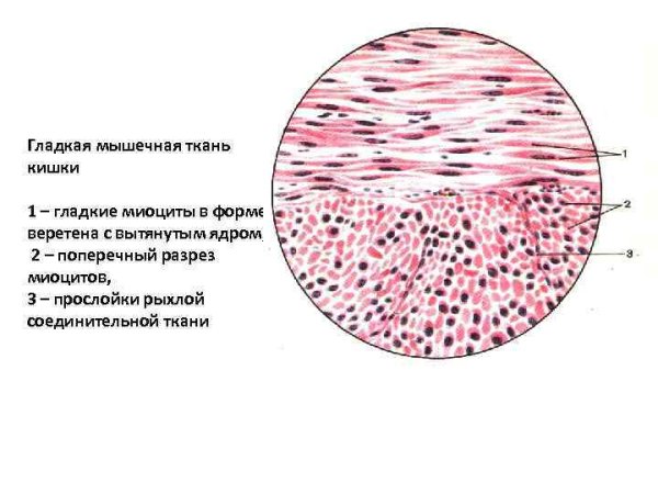 Миоциты гистология