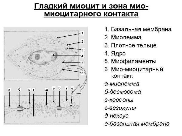 Гладкая мышечная ткань мезенхимного происхождения