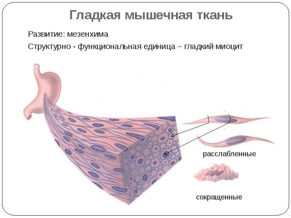Гладкий миоцит строение гистология