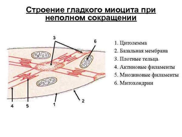 Гладкий миоцит схема гистология