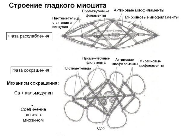 Строение гладких миоцитов