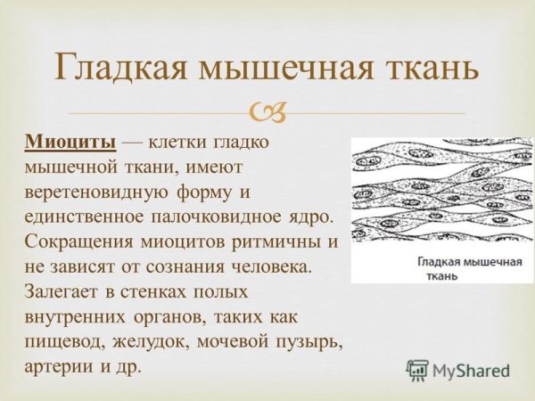 Миоциты гладкой мышечной ткани