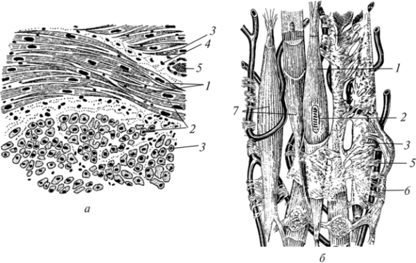 Строение гладкой мышечной ткани рисунок