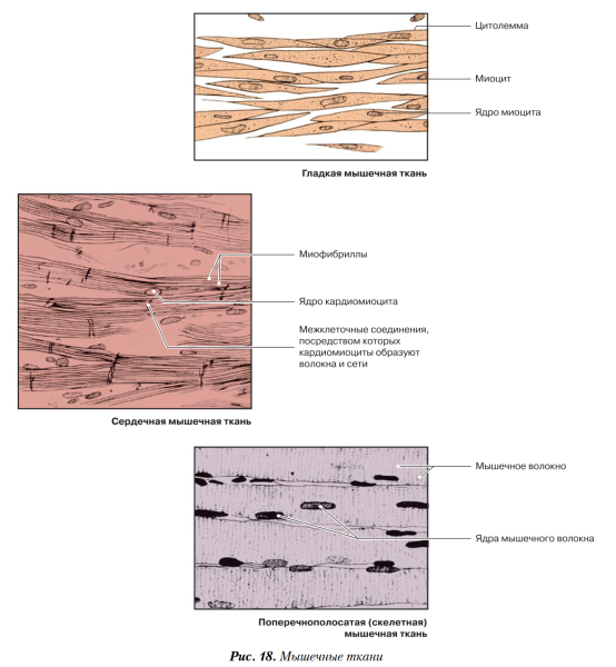 Гладкие миоциты гистология строение