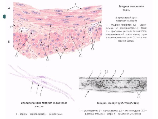 Гладкие миоциты гистология