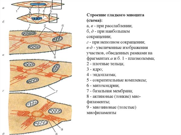 Миоциты гладкой мышечной ткани