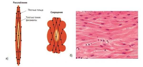 Мышечная ткань гладкая миоциты гистология