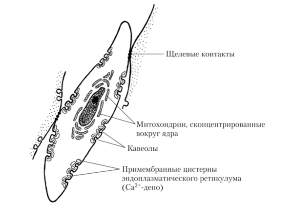 Миоцит строение функции