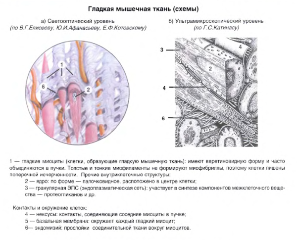 Строение гладкой мышечной ткани рисунок
