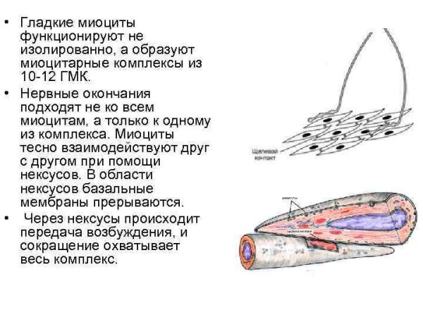 Строение миоцита скелетной мышцы