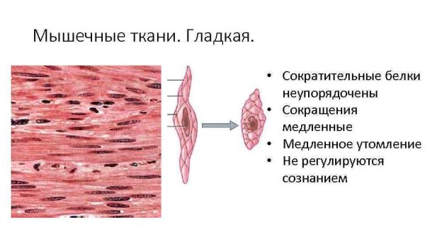 Строение клетки гладкой мышечной ткани