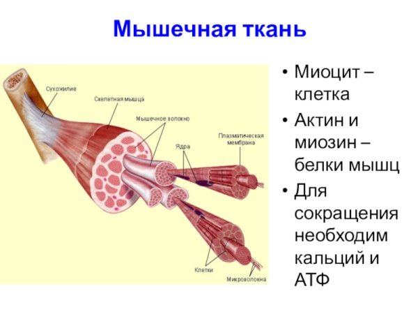 Ультраструктура гладкого миоцита